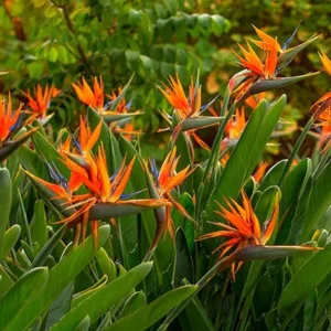 Orange Bird of Paradise Live Plant - Strelitzia Reginae Starter - 4-6