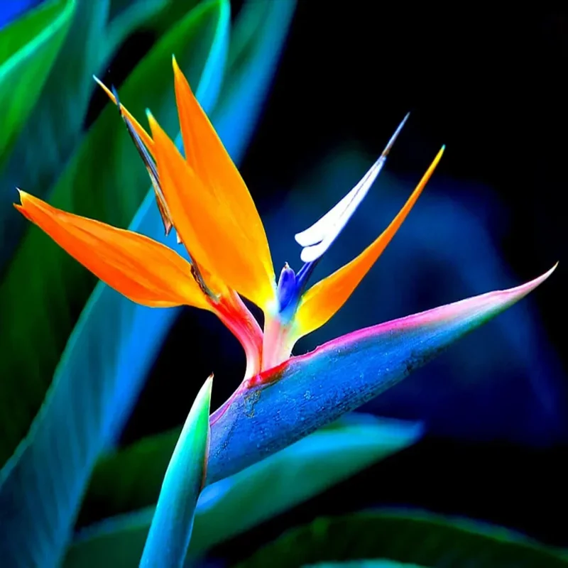 Orange Bird of Paradise Seeds - Strelitzia reginae Tropical Crane Flower 10 Seeds - Image 3