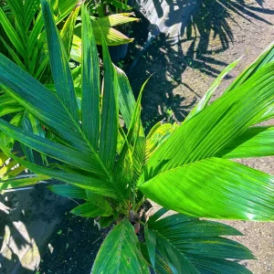Orange Crownshaft Palm – Areca Vestiaria Live Plant – 3 Gallon Pot – Exotic Indoor/Outdoor - Image 5