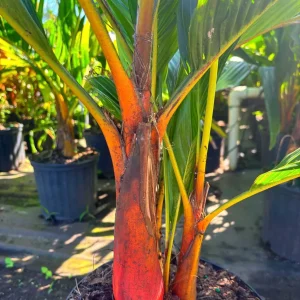 Orange Crownshaft Palm – Areca Vestiaria Live Plant – 3 Gallon Pot – Exotic Indoor/Outdoor - Image 8