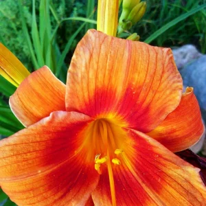 Orange Daylily Bare-root Plant - Hemerocallis fulva - Outdoor Perennial - Image 2