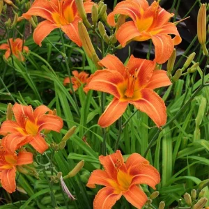 Orange Daylily Bare-root Plant - Hemerocallis fulva - Outdoor Perennial - Image 3