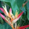 Orange Heliconia Rhizomes - 2X Live Tropical Plants - 10-inch Stock - Easy Grow - Image 1
