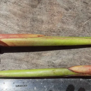 Orange Heliconia Rhizomes - 2X Live Tropical Plants - 10-inch Stock - Easy Grow - Image 2