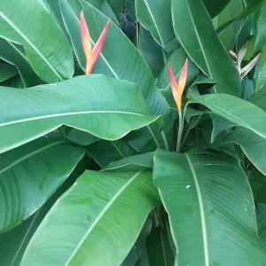 Orange Heliconia Rhizomes - 2X Live Tropical Plants - 10-inch Stock - Easy Grow - Image 4