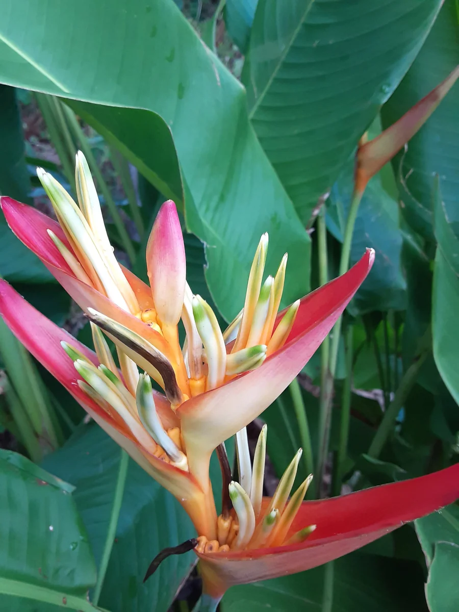 Orange Heliconia Rhizomes - 2X Live Tropical Plants - 10-inch Stock - Easy Grow - Image 1