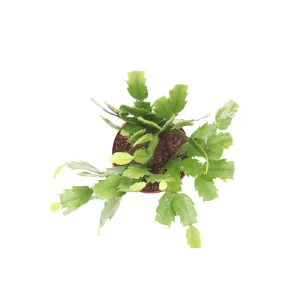 Orange Holiday Cactus Live Plant – 4 inch Pot – Indoor Flowering Plant - Image 2