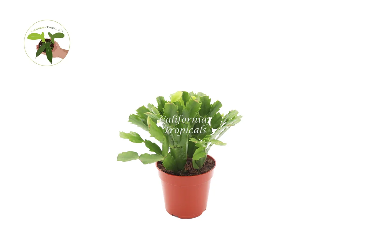 Orange Holiday Cactus Live Plant – 4 inch Pot – Indoor Flowering Plant - Image 1