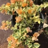 Orange Ice Bougainvillea Live Plant – 1 Foot Tall – Variegated Foliage – 6 Inch Pot - Image 1