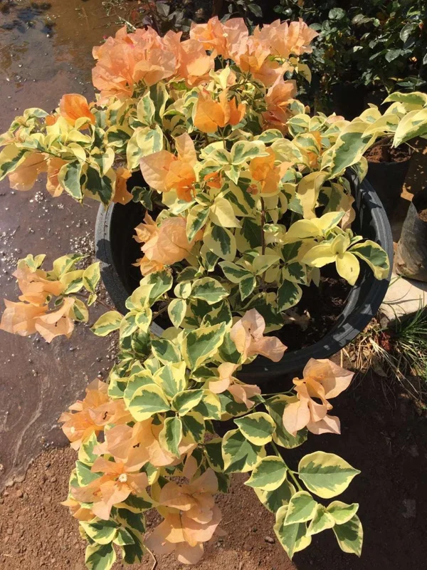 Orange Ice Bougainvillea Live Plant – 1 Foot Tall – Variegated Foliage – 6 Inch Pot - Image 1