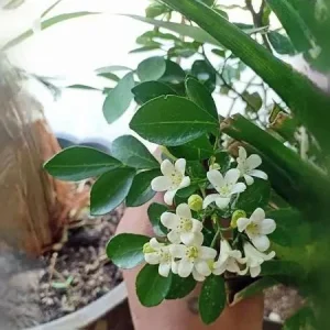 Orange Jasmine Live Plant – Murraya paniculata – 6 Inch Tall in 4 Inch Pot – Fragrant Tropical Shrub - Image 3