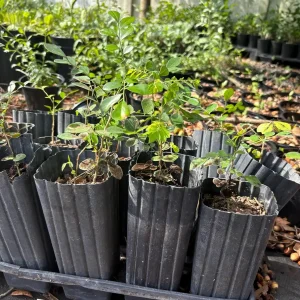 Orange Jasmine Live Plant - Murraya Paniculata, 6