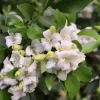 Orange Jasmine Live Plant - Murraya Paniculata, Fragrant Flowers, 6" Pot - Image 1