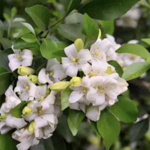 Orange Jasmine Live Plant - Murraya Paniculata, Fragrant Flowers, 6" Pot - Image 1