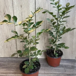Orange Jasmine Live Plant - Murraya Paniculata, Fragrant Flowers, 6