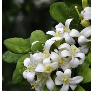 Orange Jasmine Plant in 4" Pot, Fragrant White Flowers - Image 1