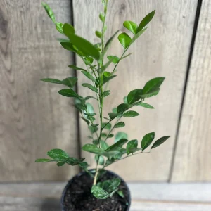 Orange Jasmine Plant in 4" Pot, Fragrant White Flowers - Image 4