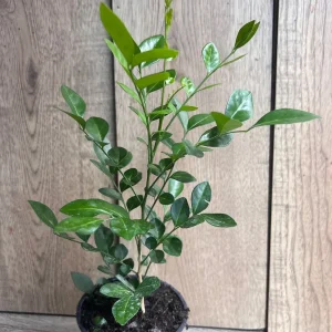 Orange Jasmine Plant in 4" Pot, Fragrant White Flowers - Image 6