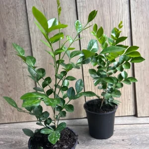 Orange Jasmine Plant in 4" Pot, Fragrant White Flowers - Image 7