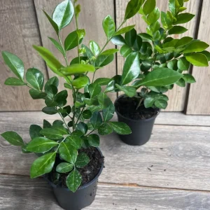 Orange Jasmine Plant in 4" Pot, Fragrant White Flowers - Image 9