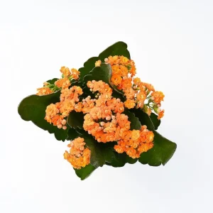 Orange Kalanchoe Live Plant - 2.5 inch Pot - In Bud & Bloom - Easy Care Houseplant - Image 2