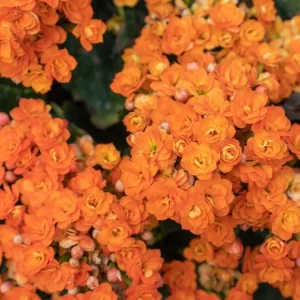 Orange Kalanchoe Live Plant - 2.5 inch Pot - In Bud & Bloom - Easy Care Houseplant - Image 3