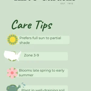 Orange Marmalade Viridiflora Tulip Bulbs - 5 Pack - 12/+ cm Bulb Size - Image 2