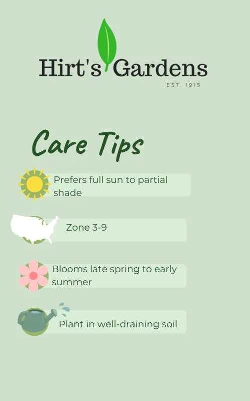 Orange Marmalade Viridiflora Tulip Bulbs - 5 Pack - 12/+ cm Bulb Size - Image 2