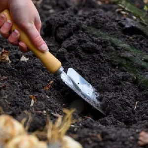 Orange Marmalade Viridiflora Tulip Bulbs - 5 Pack - 12/+ cm Bulb Size - Image 3