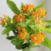 Orange Milkweed Live Plant – Asclepias Tuberosa Starter, 4-6" Tall, Outdoor Perennial - Image 1