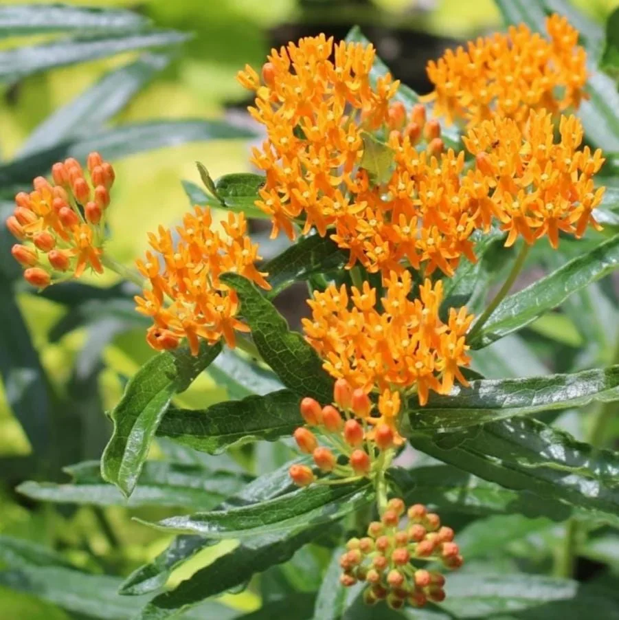 Orange Milkweed Live Plant – Asclepias Tuberosa Starter, 4-6" Tall, Outdoor Perennial - Image 3