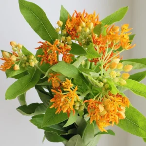 Orange Milkweed Live Plant – Asclepias Tuberosa Starter, 4-6