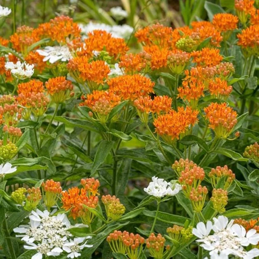 Orange Milkweed Live Plant – Asclepias Tuberosa Starter, 4-6" Tall, Outdoor Perennial - Image 4