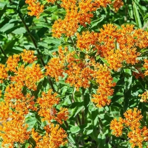 Orange Milkweed Live Plant – Asclepias Tuberosa Starter, 4-6