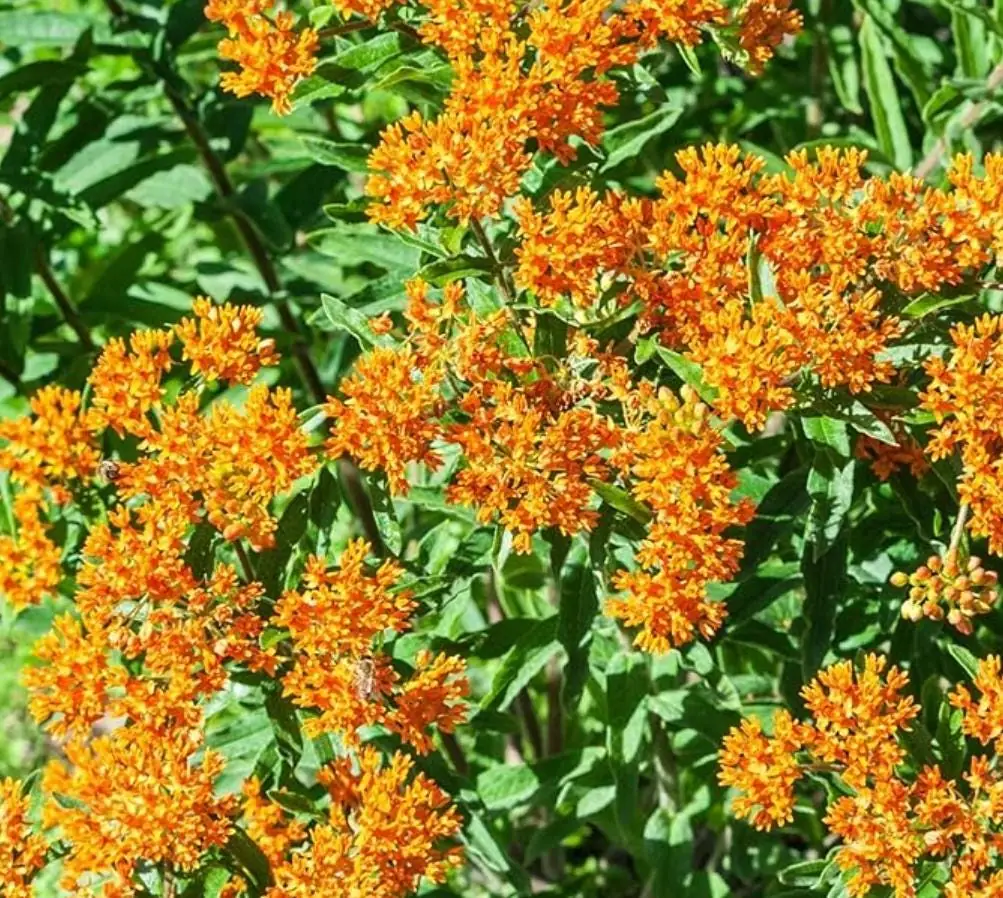 Orange Milkweed Live Plant – Asclepias Tuberosa Starter, 4-6" Tall, Outdoor Perennial - Image 5