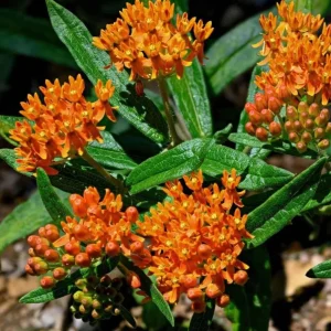 Orange Milkweed Live Plant – Asclepias Tuberosa Starter, 4-6