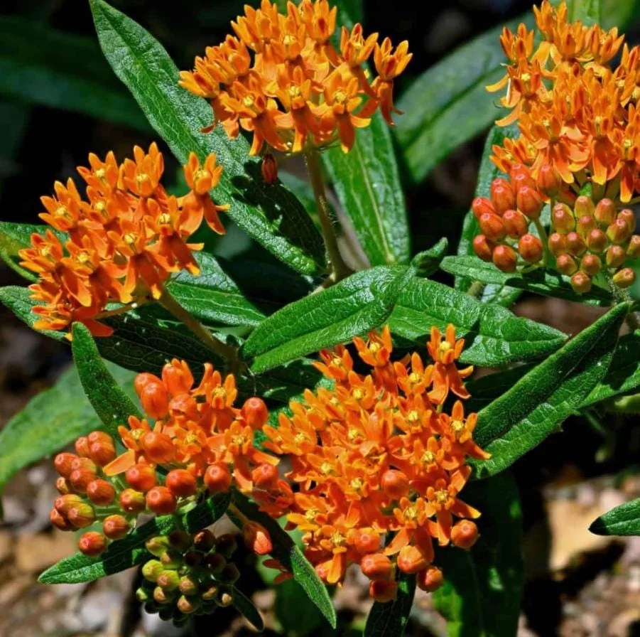 Orange Milkweed Live Plant – Asclepias Tuberosa Starter, 4-6" Tall, Outdoor Perennial - Image 6