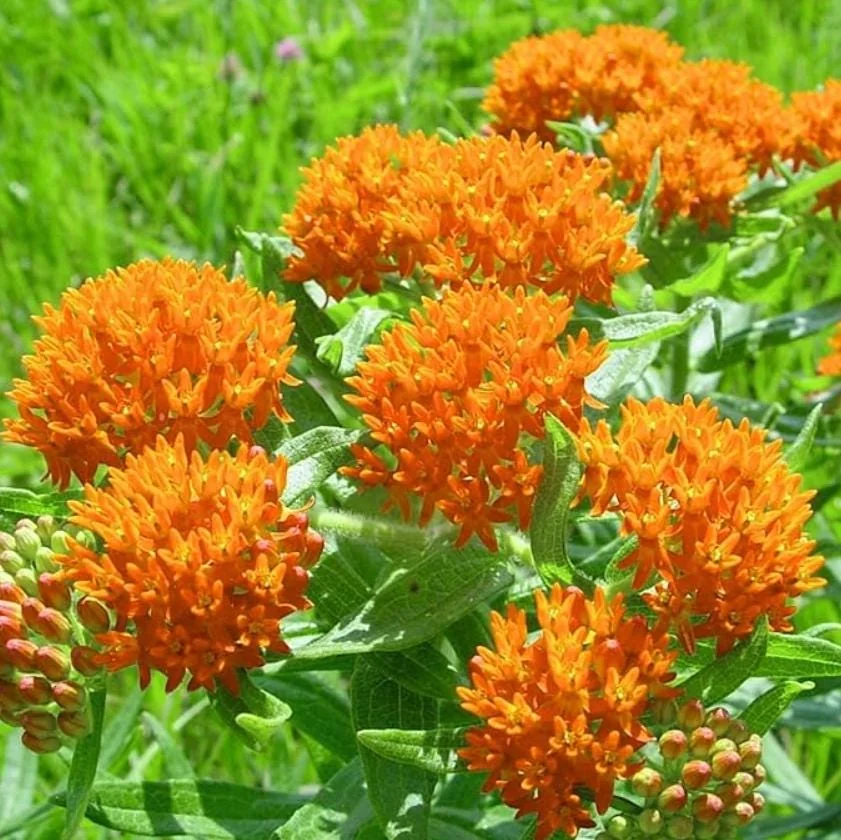 Orange Milkweed Live Plant – Asclepias Tuberosa Starter, 4-6" Tall, Outdoor Perennial - Image 7