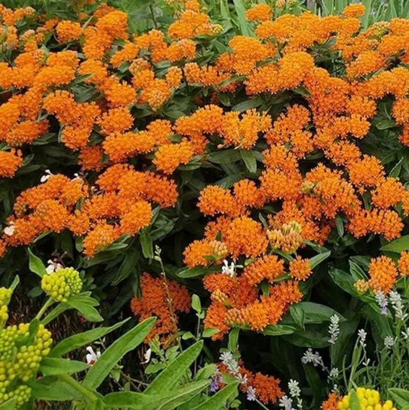 Orange Milkweed Live Plant – Asclepias Tuberosa Starter, 4-6" Tall, Outdoor Perennial - Image 9