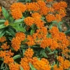 Orange Milkweed Live Plants - Set of 2, 3-6" Tall Asclepias perennis - Outdoor Pollinator Flower - Image 1