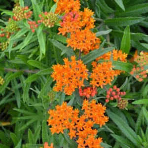 Orange Milkweed Live Plants - Set of 2, 3-6
