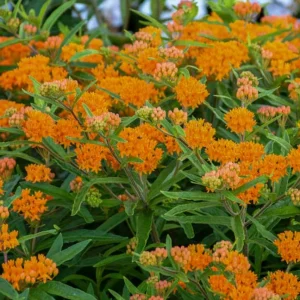 Orange Milkweed Live Plants - Set of 2, 3-6