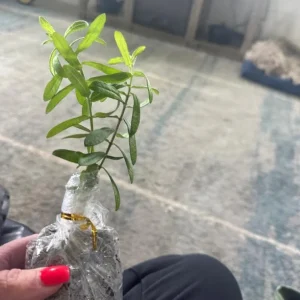 Orange Milkweed Live Plants - Set of 2, 3-6