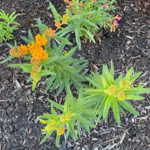 Orange Milkweed Live Plants - Set of 2, 3-6