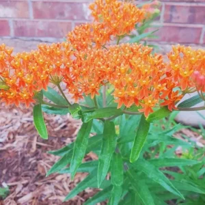 Orange Milkweed Live Plants - Set of 2, 3-6