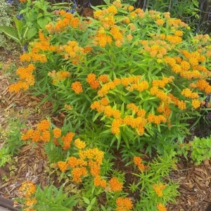 Orange Milkweed Live Plants - Set of 2, 3-6
