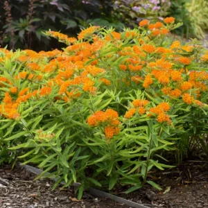 Orange Milkweed Live Plants - Set of 2, 3-6