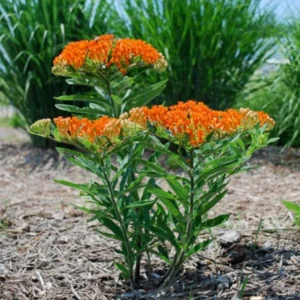 Orange Milkweed Live Starter Plant (2-Pack) - 4-8