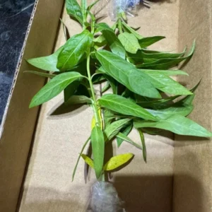 Orange Milkweed Live Starter Plant (2-Pack) - 4-8