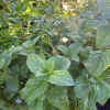 Orange Mint Live Plant - Mentha piperita citrata - 1 Gallon Pot - 1-2 ft Tall - Outdoor Herb - Image 1